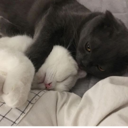 *+♡+*