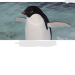 Epik penguin club