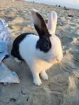 +BUNNY AWESOMENESS+