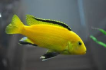 Lemon Fishys!