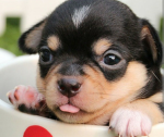 The puppies rule the world