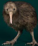kawiwi gang