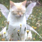 faeriemeadow