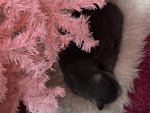 +.Kuromi.+