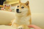 Dog studios (Join if u love dogs)