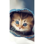 The_Lonley_Kitty