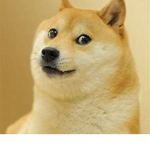 doge wants you