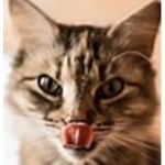 Fans de los gatos (official)