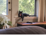 Cutest cats in the world