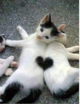 Cats and kittens =cuteness