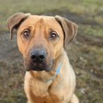 Cute /Dogs