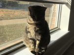 Missamelia