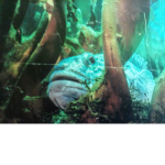 Fishy group :D