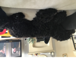 Charlie’s dog shop
