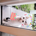 Cats are super cool!!!