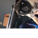 prankster pugs