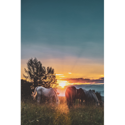 liberty riding stables (new)