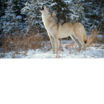 Wolf XD gamers