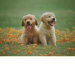 puppy and doggy club :3