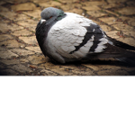 Pigeon group gaming