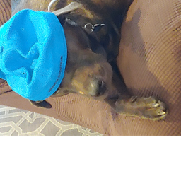 Survival The Doge The Killer