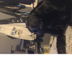 Dogs are here:)