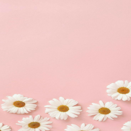 daisy with pink background Roblox decal