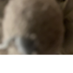 Dabullmo