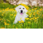#Doggy4Life group