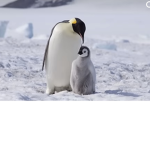 Penguinjellyfish