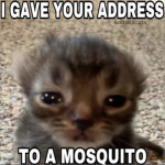 Viktor’s kittens