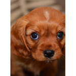 I play puppy games
