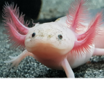Axolotl Group (You need a skin to be able to join)