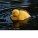 The water ducks group
