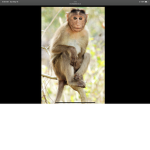 Monkeys for life! Yolo