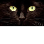 The R3PZEE cat group