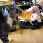 burger cat fan club