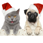 THE CAT AND DOG ARMY