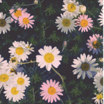 ~Beautiful daisy’s~