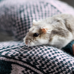 ~* Talk, Chat, And Gerbils *~