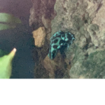 Froggo Frens!! :]