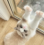 +D1vine Cats+