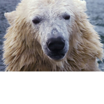 polar bear.