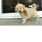 ###### Dogs ForeverxX