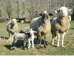 Le gang des moutons