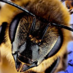 The Adopt Me Bee Army a.k.a (the bees knees)