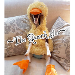 ~The Quack sters~