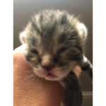 The Kitty Builders