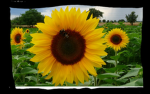 Sunflower Avenue
