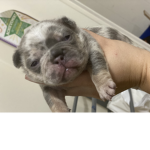 Puppy group of my dog